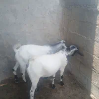 کهره وبز