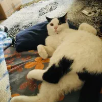 واگذاری گربه