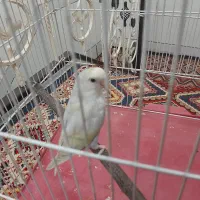 کوتوله نروماده قیمت مناسب|پرنده|آران و بیدگل, |دیوار