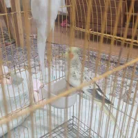 چهار عدد طوطی عروس سالم بالغ