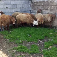 گوسفندبره نر|حیوانات مزرعه|جویبار, |دیوار