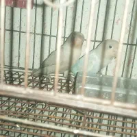 عروس و فیشر