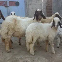 بره قوچ سنجابی