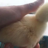 جوجه غاز ۳روزه|حیوانات مزرعه|بندر ترکمن, |دیوار