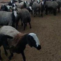 شیشک قوچ خورده میش جوان ابستن سنگین|حیوانات مزرعه|رفسنجان, |دیوار