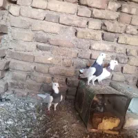 کفتر|پرنده|سده (خراسان جنوبی), |دیوار