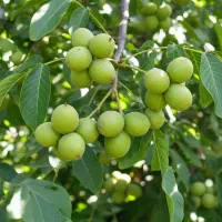 فرصتی که نمی‌توان از دست دادنهال گردوی خاص و پرسود|گل و گیاه طبیعی|تاکستان, |دیوار
