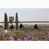 کارگر زعفران|خدمات باغبانی و درختکاری|زاوه, |دیوار