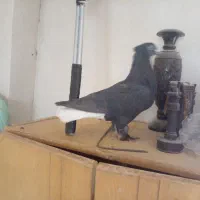 کفتر زاغ دم سفید ماده