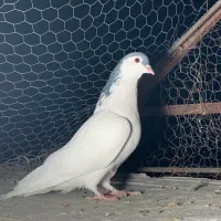 نر یال سیاه