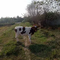 تلیسه سمینتال 6ماهه قیمت58میلیون