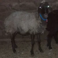 یک راس شک چهار دندان