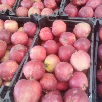 دیس برنج خوری.. سیب درختی مفت