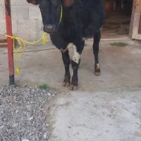 2راس‌گاونر،ورزا‌کوله‌‌مازندرانی آث