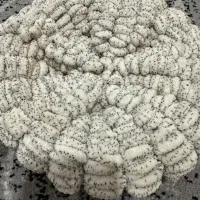 کلاه و شالگردن شیک نو نو کرمی|لباس|اندیشه, اندیشه فاز ۱|دیوار