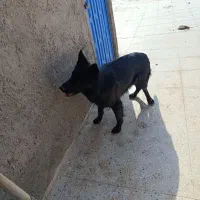 سگ ژرمن بلک