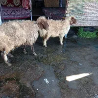 میشوو بره در شباب