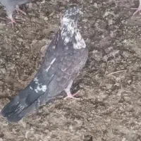 یه تعداد حیون درجه یک نر و ماده|پرنده|تهران, خزانه|دیوار