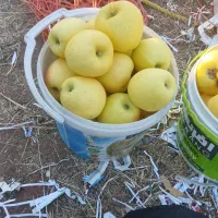 سرخ سیب|خوردنی و آشامیدنی|امام, |دیوار