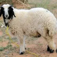 بره نر گوشتی