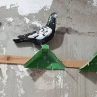 کبوتر