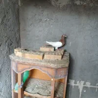 کبوتر یهودی سرخ ماده