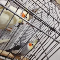 عروس هلندی چهار جفت