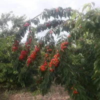 باغ میوه 500متری|فروش دفتر صنعتی، کشاورزی، تجاری|تیران, |دیوار