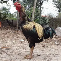 خروس|حیوانات مزرعه|کوچصفهان, |دیوار