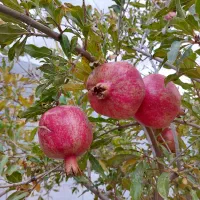 باغ انار ۱۰ ساله مجوز دار در دولت اباد برخوار|فروش زمین و ملک کلنگی|شاهین‌شهر, گرگاب|دیوار