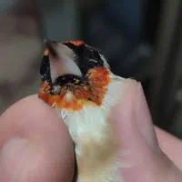 سهره نر درجه یک|پرنده|پارسآباد, |دیوار