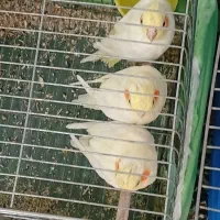عروس هلندی|پرنده|سمنان, |دیوار