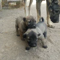 سگ سرابی|سگ|تبریز, |دیوار