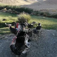 بوقلمون محلی|حیوانات مزرعه|کوهدشت, |دیوار