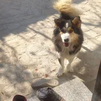 واگذاری و یا معاوضه سگ پاکوتاه