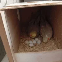 عروس هلندی مولد ۵ عدد