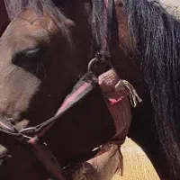 فروش اسب (مادوان)