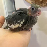 تعدادی جوجه عروس هلندی (گیرینچیک-ملنگو-راهب|پرنده|رشت, یخسازی|دیوار