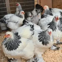 تخم نطفه دار برهما