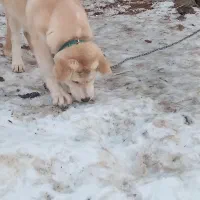 توله پژدر ماده|سگ|میاندوآب, |دیوار