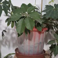 گل طبیعی|گل و گیاه طبیعی|شیراز, لب آب|دیوار