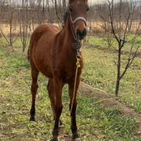 اسب مادیان|اسب و تجهیزات اسبسواری|اهر, |دیوار