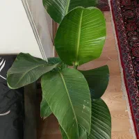 گل گیاه آپارتمانی پرنده بهشتی سفید نیکولای-۲ بوته