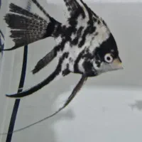 آنجل حرفه‌ای طرح مرمری خیلی خوش‌فرم و سالم