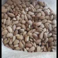بادام تلخ و هسته زرد الو