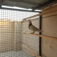 نر طوقی کاکلی بدون غلط|پرنده|تهران, افسریه شمالی|دیوار