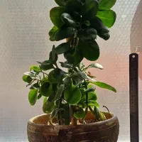 انواع گلدان‌های طبیعی سانسوریا پتوس قاشقی|گل و گیاه طبیعی|قم, شهدا|دیوار