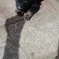 توله ژرمن فیس|سگ|خرمشهر, |دیوار