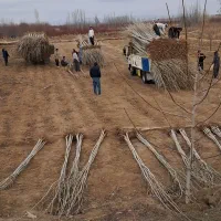 صنوبر|خدمات باغبانی و درختکاری|کرج, حیدرآباد|دیوار