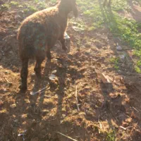 باسلام دو رس بره نر وماده سالم وسرحال|حیوانات مزرعه|قزوین, |دیوار